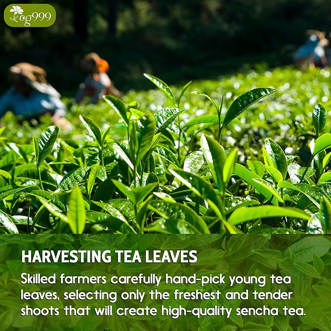 TOG999, Premium 60 Sencha Green Tea Bags, 100% Natural & Pure from Sencha Green Tea Leaves. Loose Leaf Sencha Herbal Tea. No Sugar, No Gluten, Vegan. - Bloomnest