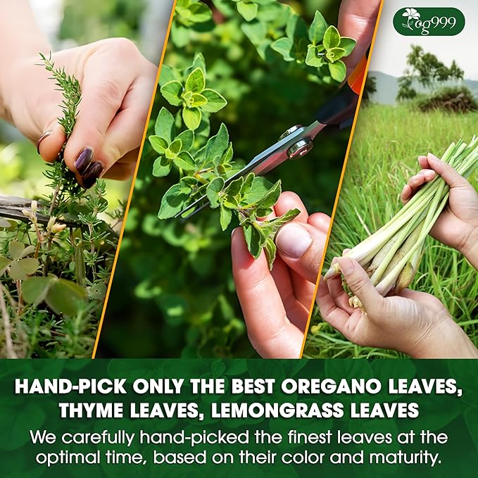 TOG999, Premium Oregano Herbal Tea with Jasmine-Like Notes – 60 Tea Bags | Blend of Oregano, Thyme & Lemongrass | Caffeine-Free, Natural Flavor, Premium Quality Herbal Infusion - Bloomnest