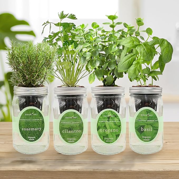 Hydroponic Mason Jar Organic Herb Seed Starter Kits - Mediterranean Herb Mix Growing Kits, Windowsill Herb Garden, Gardening Gift (Rosemary, Cilantro, Oregano, Basil) - Bloomnest