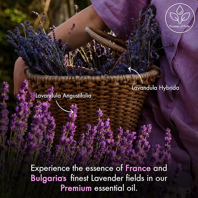 Majestic Pure Lavender Essential Oil with Glass Dropper - 2 Fl Oz - 100% Pure and Natural Lavender Oil - Premium Grade Essential Oils for Diffuser, Aromatherapy, Soap and Candle Making - Bloomnest
