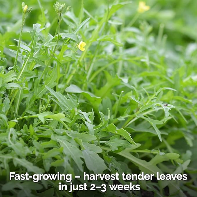 KVITER 2500 Roquette Arugula Seeds (Diplotaxis tenuifolia) - Arugula Fresh Organic & Non GMO Perennial Seed, Wild/Wall Rocket - Heirloom Herb Seeds for Planting in Outdoor & Indoor Garden - Bloomnest