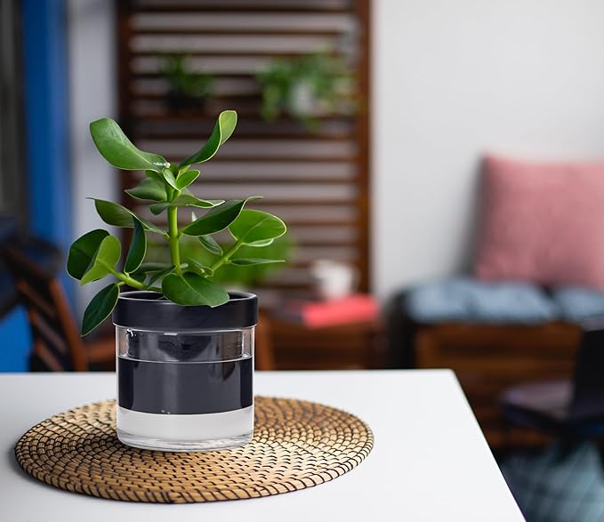 Phoenix Vine 4 Inch Self Watering Planter Pot, Black Terracotta Clay Pot with Glass Reservoir for Indoor Plants, Herbs, Flowers, Set of 3, 52-C-E-3 - Bloomnest