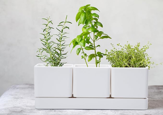 D'vine Dev Herb Garden Planter Set, Plastic Plant Pots with Drainage and Saucer, Indoor Succulent Cactus Vegetable Pot for Windowsill, Garden Balcony, White, Set of 1, 76-V-A-1 - Bloomnest