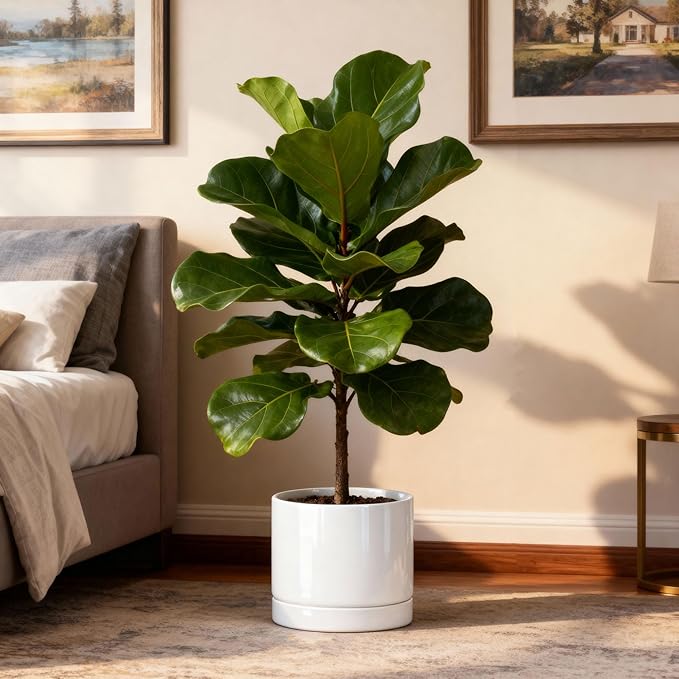 Aveyas 10 inch Ceramic Planter Pot with Drainage Hole and Saucer - Suitable for Indoor and Outdoor Use, Modern Planters for House Garden Flower Tree Snake Monstera Plants (10", Glossy White) - Bloomnest