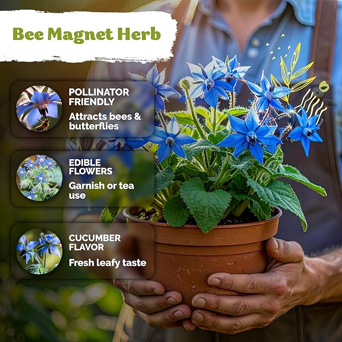 KVITER 150 Borage Seeds (Borago officinalis) - Blue Strawflower, Edible Flower for Teas, Attracts Pollinators - Organic & Heirloom Herb Seeds for Planting in Outdoor & Indoor Garden, Beds, Containers - Bloomnest