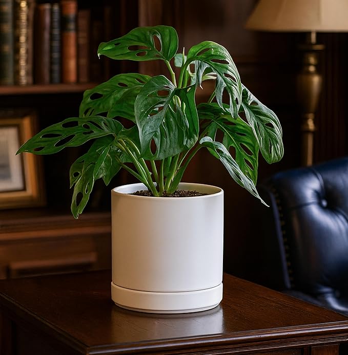 D'vine Dev Set of 2 Plants Pots, 6.5 Inch Ceramic Planter Pot for Plants with Drainage Hole and Saucer, White, 94-V-C-1 - Bloomnest