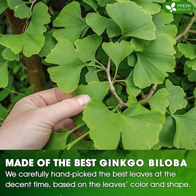 FreshDrinkUS, Premium 30 Ginkgo Biloba Leaf Tea Bags, 100% Natural & Pure from Ginkgo Biloba Leaves. Loose Leaf Herbal Tea. Made with Eco-Conscious Tea Bags. No Sugar, No Caffeine, No Gluten, Vegan. - Bloomnest