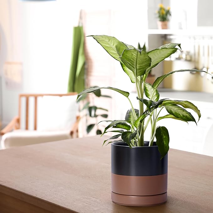 D'vine Dev Set of 2 Plants Pots, 6 Inch Ceramic Planter Pot for Plants with Drainage Hole and Saucer, Black/Speckled Tan, 94-V-C-7 - Bloomnest
