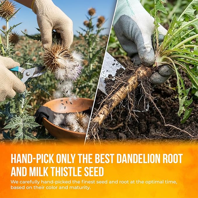 FreshDrinkUS, Premium Dandelion Milk Thistle Herbal Tea | 75 Tea Bags | Herbal Blend with Dandelion Root & Milk Thistle Seed – Clean Plant-Based Daily Tea, Naturally Caffeine Free. Sugar Free. Vegan - Bloomnest