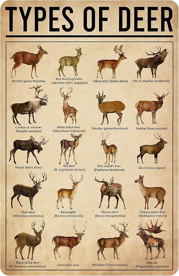 Deer Gifts Types of Deer Vintage Tin Sign for Home Office Farmhouse Man Cave Classroom Wall Art Decor 8x12 Inch (3169) - Bloomnest