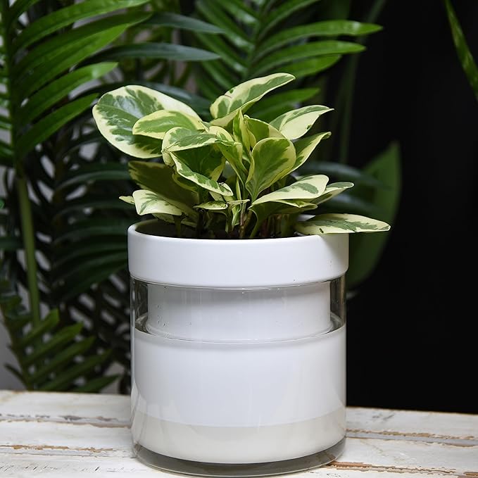 Phoenix Vine 6 Inch Self Watering Planter, White Terracotta Clay Pot with Glass Reservoir for Indoor Plants, Herbs, Flowers, Set of 2, 52-B-F-2 - Bloomnest