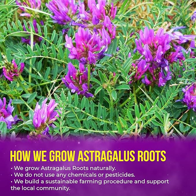 FreshDrinkUS, Premium 8oz Dried Astragalus Root Slices – 100% Natural Astragalus Root for Herbal Tea & Traditional Beverages – Natural, Clean Cut, No Additives. No Preservatives. Vegan - Bloomnest