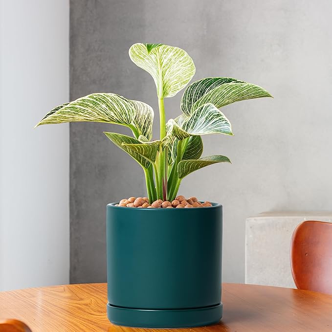 D'vine Dev Set of 2 Plants Pots, 6 Inch Ceramic Planter Pot for Plants with Drainage Hole and Saucer, Teal, 94-V-C-9 - Bloomnest