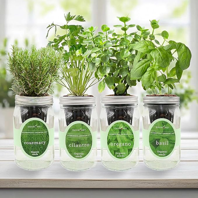 Hydroponic Mason Jar Organic Herb Seed Starter Kits - Mediterranean Herb Mix Growing Kits, Windowsill Herb Garden, Gardening Gift (Rosemary, Cilantro, Oregano, Basil) - Bloomnest