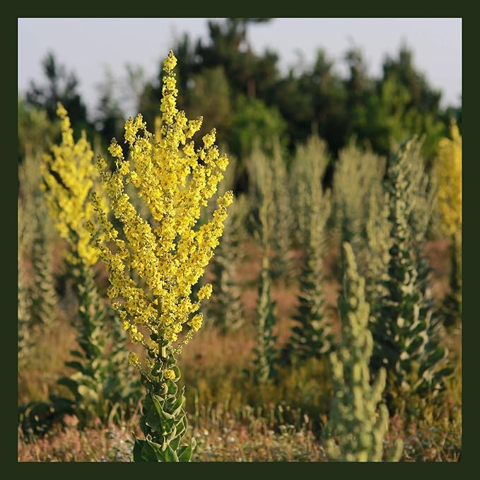 MagJo Naturals, Mullein Leaf (16 oz) Cut and Sifted, Wild-Crafted, gordolobo tea, leaves, Verbascum - Bloomnest