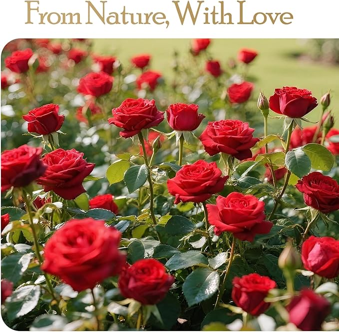 27 Preserved Flowers Rose Birthday Gifts for Women Her Mom Wife Girlfriend Grandma on Valentines Mothers Day Christmas Anniversary Romantic - Bloomnest