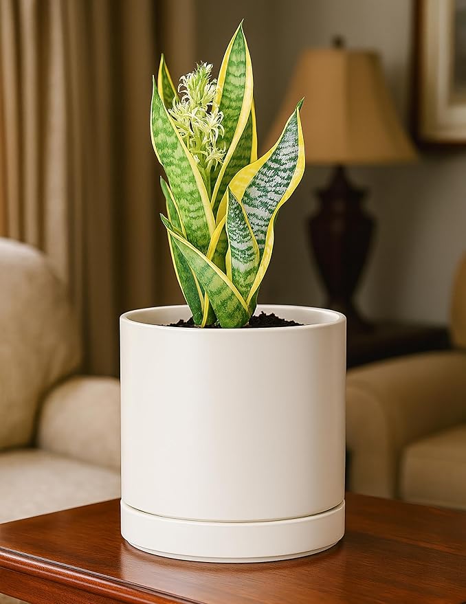 D'vine Dev Set of 2 Plants Pots, 6.5 Inch Ceramic Planter Pot for Plants with Drainage Hole and Saucer, Oatmeal, 94-V-C-8 - Bloomnest