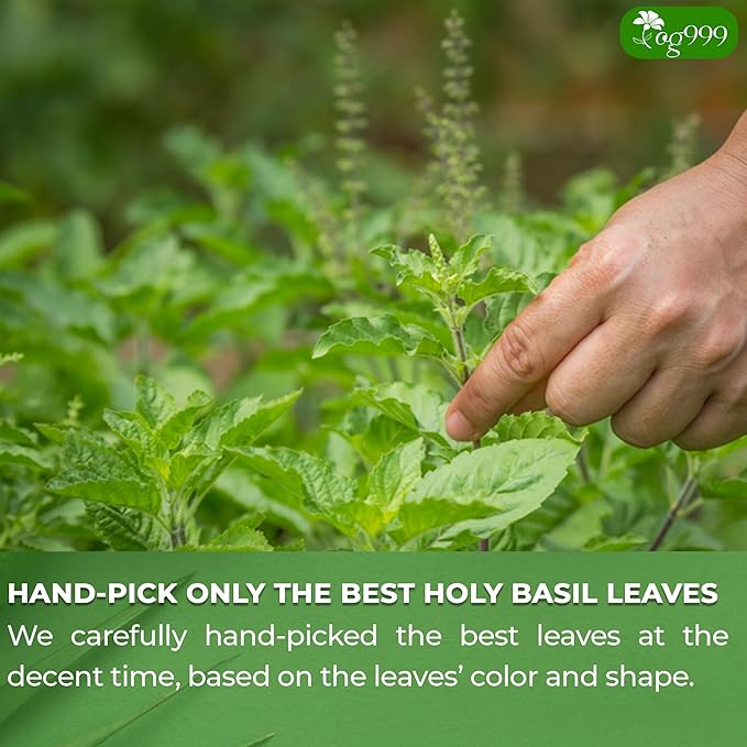 TOG999, Premium 120 Holy Basil Leaf Tea Bags, 100% Natural & Pure Holy Basil Leaves. Loose Leaf Holy Basil Herbal Tea. Holy Basil Leaf Tea. No Sugar, No Caffeine, No Gluten, Vegan. - Bloomnest