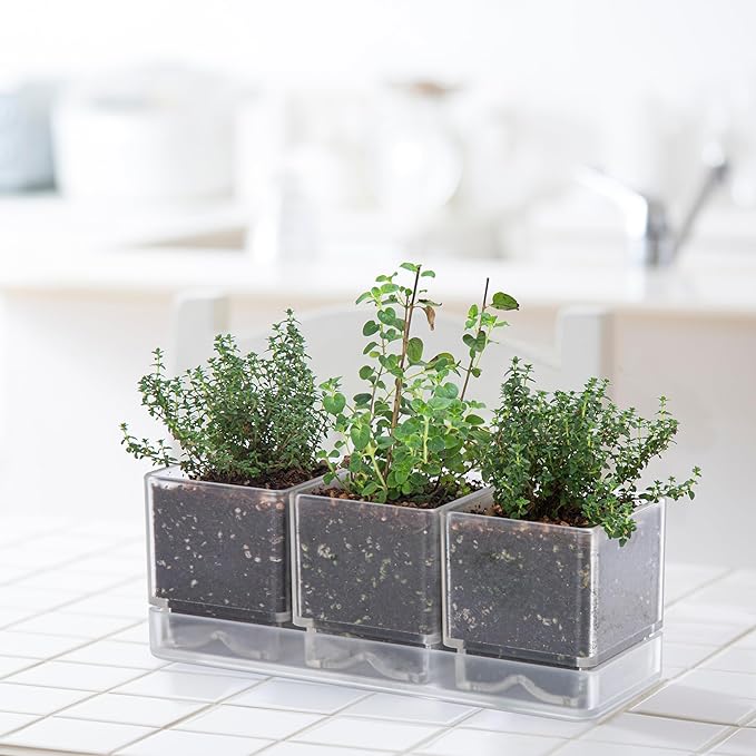 D'vine Dev Herb Garden Planter Set, Plastic Plant Pots with Drainage and Saucer, Indoor Succulent Cactus Vegetable Pot for Windowsill, Garden Balcony, Clear, Set of 2, 76-V-D-2 - Bloomnest