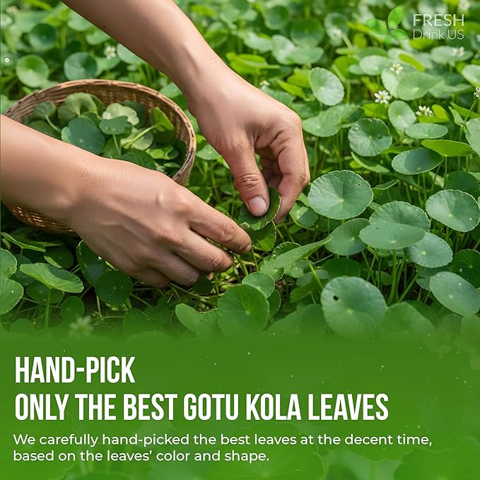 FreshDrinkUS, Premium Gotu Kola Leaves (Centella asiatica) | 8 oz Dried Loose Leaf | Naturally Mild & Earthy Herbal Tea – Premium Quality Leaves. Sugar-Free. Caffeine-Free. Vegan - Bloomnest