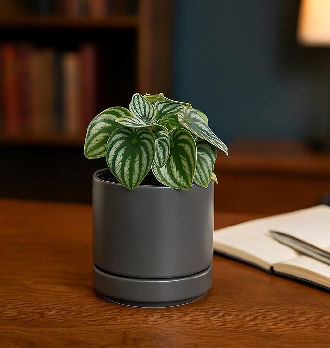 D'vine Dev Set of 2 Plants Pots, 4.7 Inch Ceramic Planter Pot for Plants with Drainage Hole and Saucer, Speckled Grey, 94-V-B-3 - Bloomnest