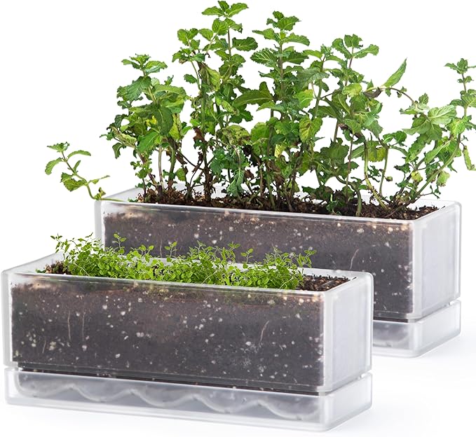 D'vine Dev 12 Inch Window Box Planter, Rectangle Plastic Herb Planter with Drainage Holes and Saucer, Indoor Succulent Cactus Vegetable Pot for Windowsill, Garden Balcony, Clear, Set of 2, 76-X-D-2 - Bloomnest
