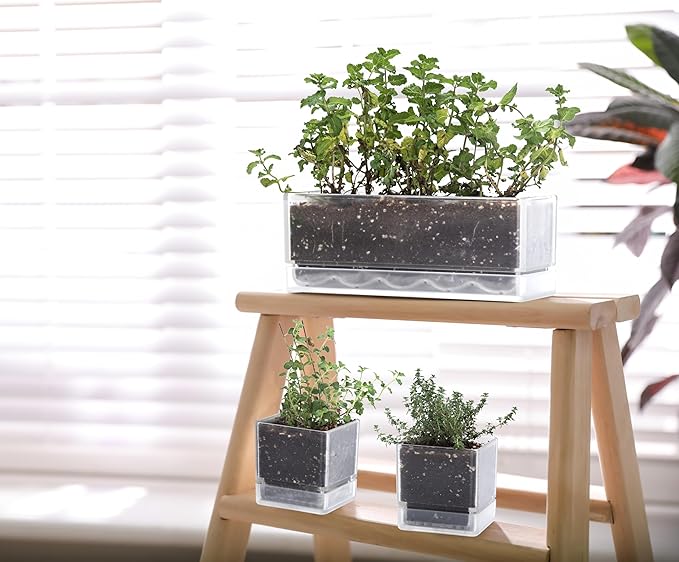 D'vine Dev 12 Inch Window Box Planter, Rectangle Plastic Herb Planter with Drainage Holes and Saucer, Indoor Succulent Cactus Vegetable Pot for Windowsill, Garden Balcony, Clear, Set of 1, 76-X-D-1 - Bloomnest