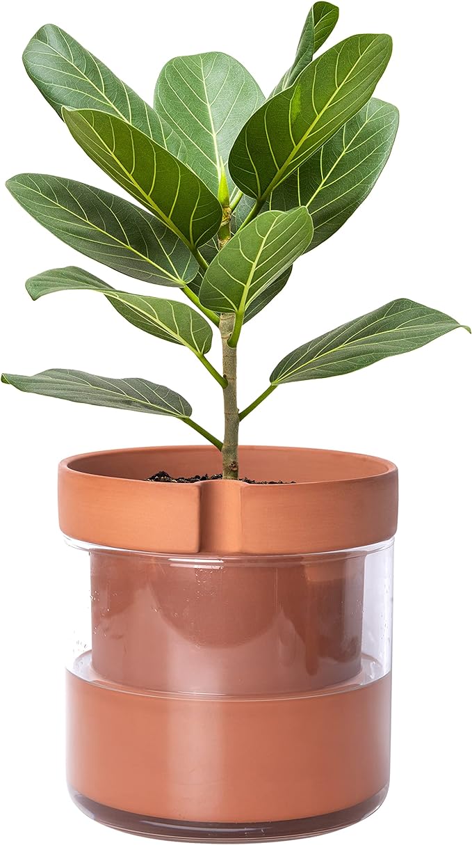 Phoenix Vine 8 Inch Self Watering Planter Pot, Terracotta Clay Pot with Glass Reservoir for Indoor Plants, Herbs, Flowers, Set of 1, 52-A-H-1 - Bloomnest