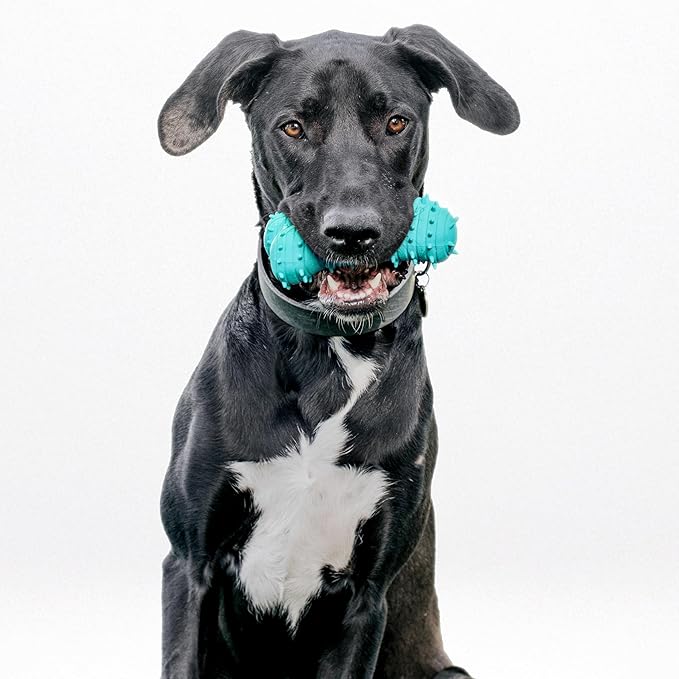 Playology Dog Toys | Puppy Toy Teething Bone Designed for Young & Active Dogs | Jumbo Peanut Butter Scented Toy Made from Non Toxic Materials - Bloomnest