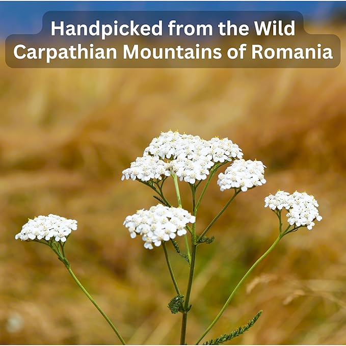 Organic Wild Yarrow Flower Herbal Tea - Caffeine Free - Pharmacopoeia Potency - 75 Plant Based Tea Bags - Bloomnest