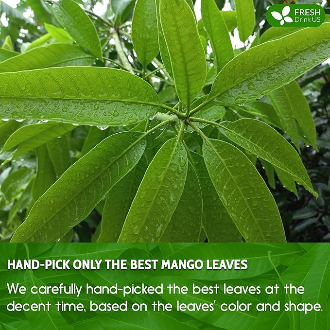 FreshDrinkUS Premium 60 Mango Leaf Tea Bags, 100% Natural & Pure. Loose Leaf Herbal Tea. No Sugar, No Caffeine, No Gluten, Vegan - Bloomnest