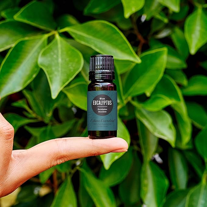 Edens Garden Eucalyptus- Blue Essential Oil- 100% Pure Premium Grade, Undiluted, Natural, Therapeutic, Aromatherapy, The Best for Diffuser, Skin, Candle, Humidifiers 10 ml (.33 fl oz) - Bloomnest