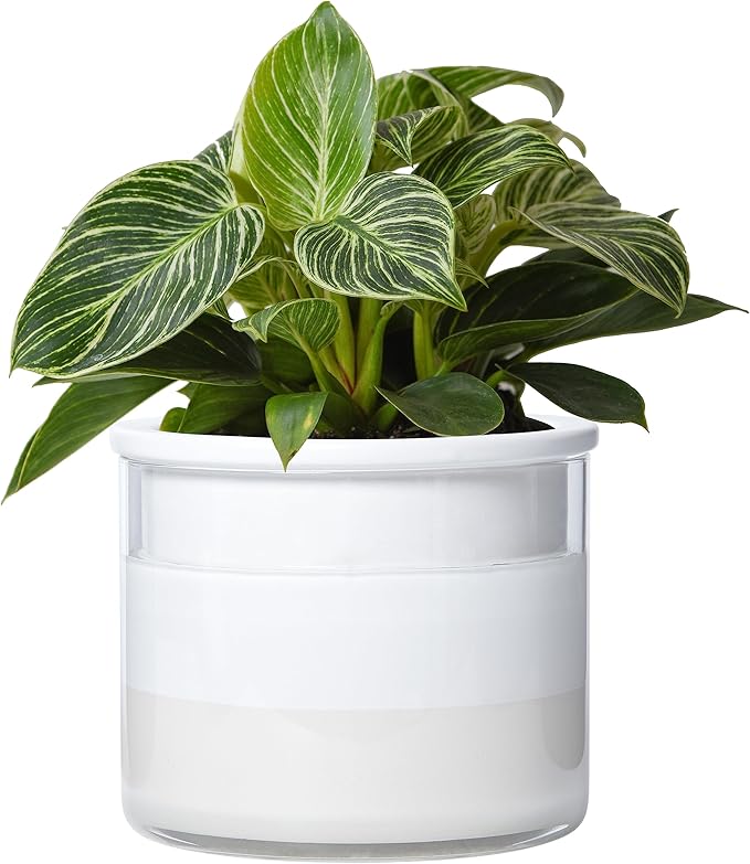 Phoenix Vine 6 Inch Self Watering Planter Pot, Design White Terracotta Pot for Plants, Indoor Cylinder Terra Cotta Pot with Glass Vase, Set of 1, 51-B-F-1 - Bloomnest