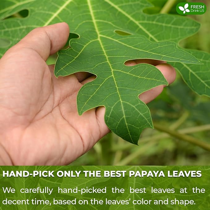 FreshDrinkUS, Premium 75 Papaya Leaf Tea Bags, 100% Natural & Pure from Papaya Leaves. Loose Leaf Papaya Herbal Tea. Made with Natural Material Tea Bags. No Sugar, No Caffeine, No Gluten, Vegan. - Bloomnest