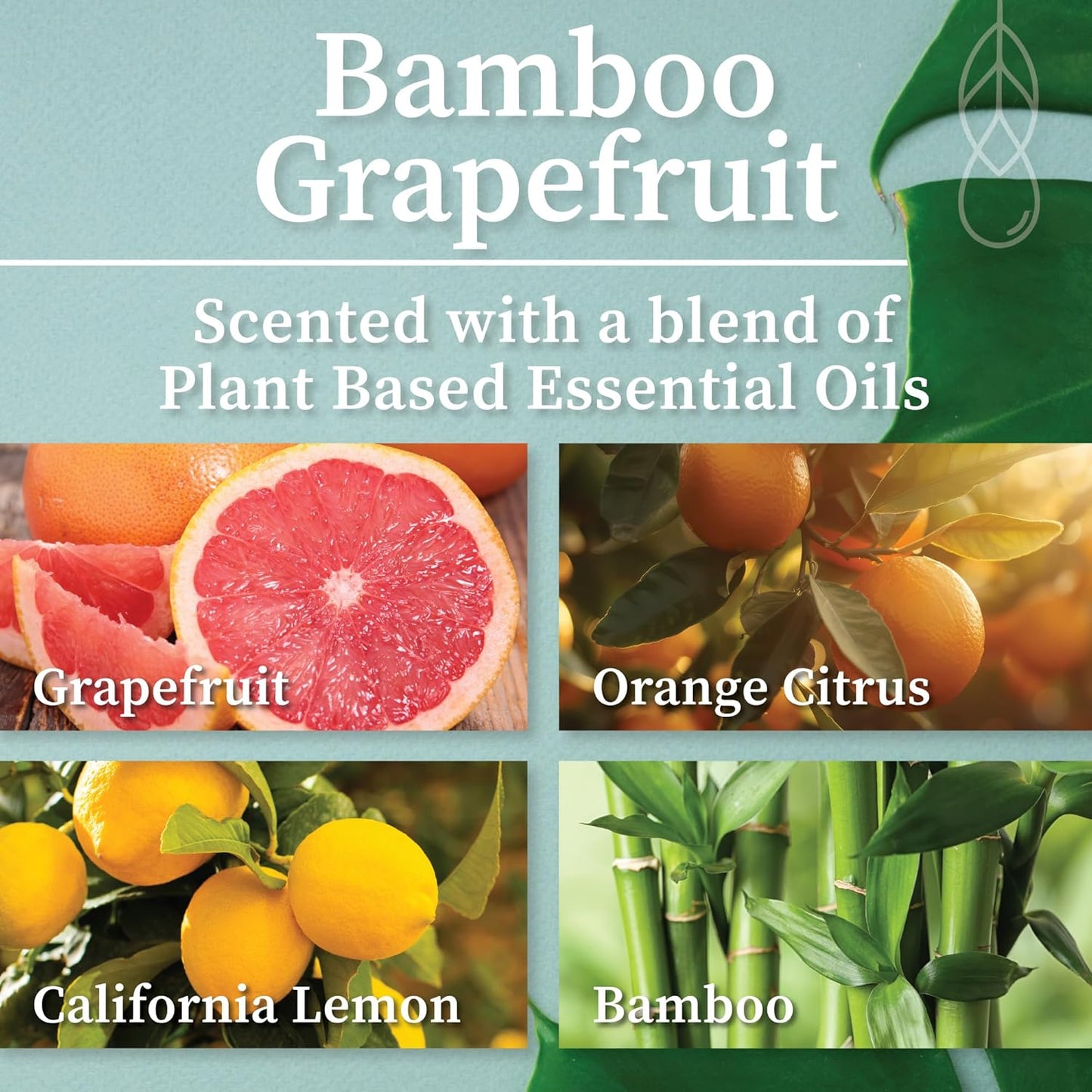 Hemlock Park Crackling Wood Wick Candle Handcrafted with Natural Coconut Wax (Standard 8 oz, Bamboo Grapefruit)