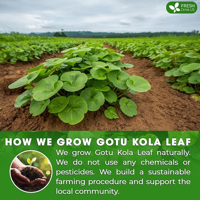 FreshDrinkUS, Premium Gotu Kola Leaf Tea – 75 Tea Bags | Pure Dried Centella Asiatica Leaves | Naturally Caffeine-Free Herbal Tea | Refreshing Aroma & Smooth Taste | Premium Herbal Infusion. Vegan - Bloomnest