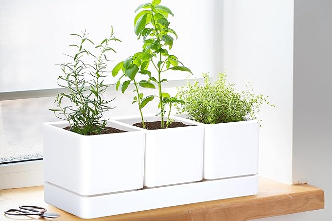 D'vine Dev Herb Garden Planter Set, Plastic Plant Pots with Drainage and Saucer, Indoor Succulent Cactus Vegetable Pot for Windowsill, Garden Balcony, White, Set of 1, 76-V-A-1 - Bloomnest