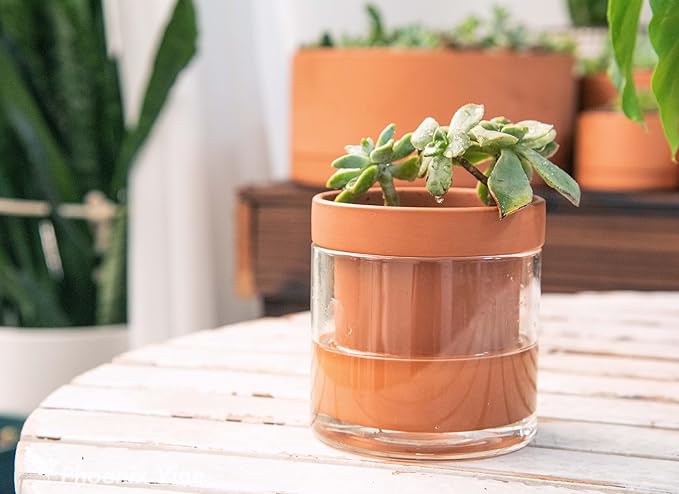 Phoenix Vine 4 Inch Self Watering Planter Pot, Terracotta Clay Pot with Glass Reservoir for Indoor Plants, Herbs, Flowers, Set of 2, 52-A-E-2 - Bloomnest