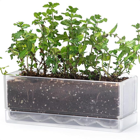 D'vine Dev 12 Inch Window Box Planter, Rectangle Plastic Herb Planter with Drainage Holes and Saucer, Indoor Succulent Cactus Vegetable Pot for Windowsill, Garden Balcony, Clear, Set of 1, 76-X-D-1 - Bloomnest