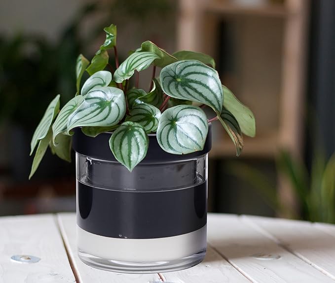 Phoenix Vine 6 Inch Self Watering Terracotta Planter, Black Terracotta Clay Pot with Glass Reservoir for Indoor Plants, Herbs, Flowers, Set of 1, 52-C-F-1 - Bloomnest