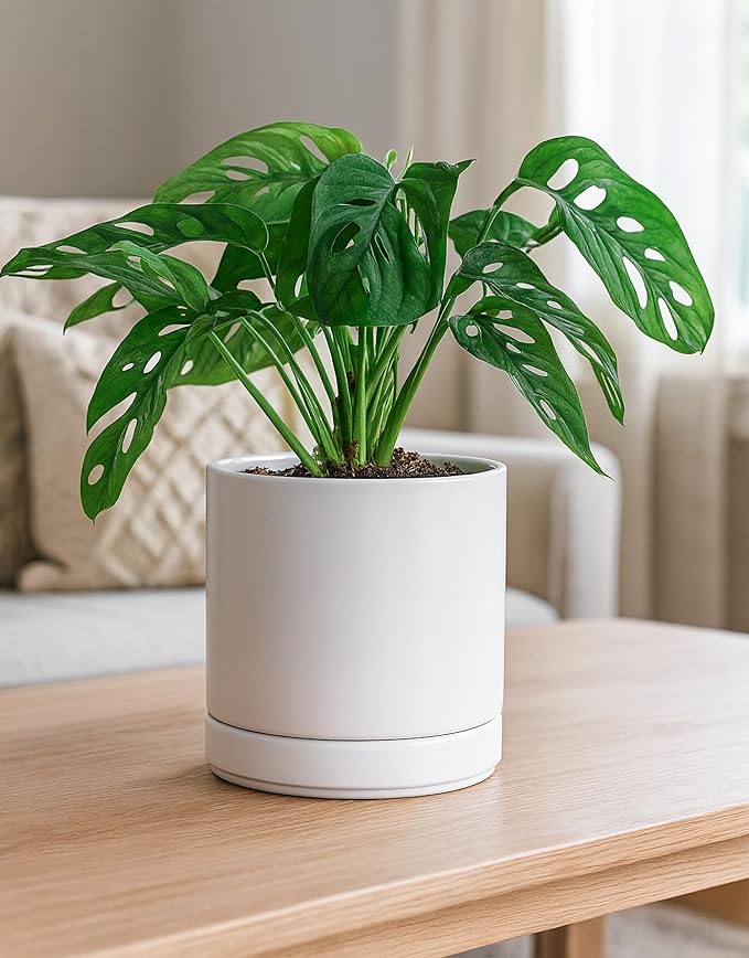 D'vine Dev Set of 2 Plants Pots, 6.5 Inch Ceramic Planter Pot for Plants with Drainage Hole and Saucer, White, 94-V-C-1 - Bloomnest