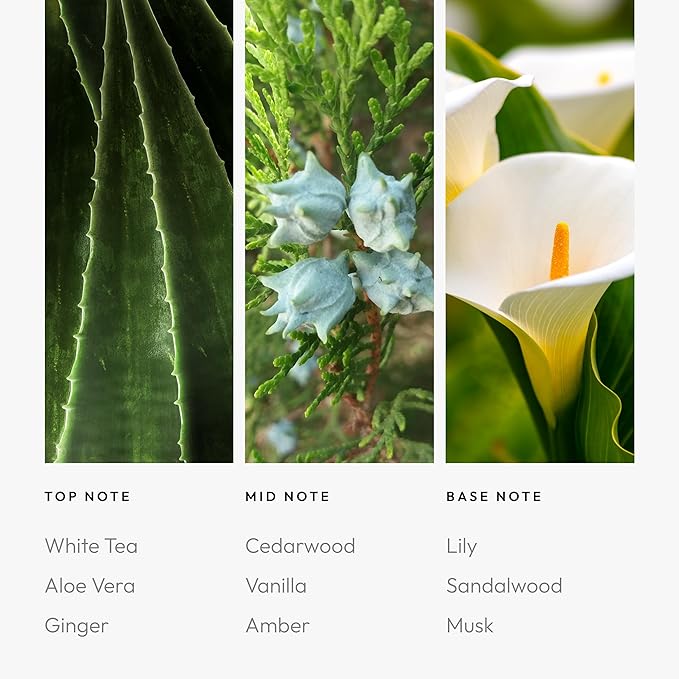 Aroma360 Dream On Pro Pod Fragrance Oil Blend | Hotel Inspired Luxury Essential Oil Diffuser | Aromatherapy Scent Diffuser Oil | White Tea, Aloe Vera, Ginger 1.7 fl oz, 50 mL - Bloomnest