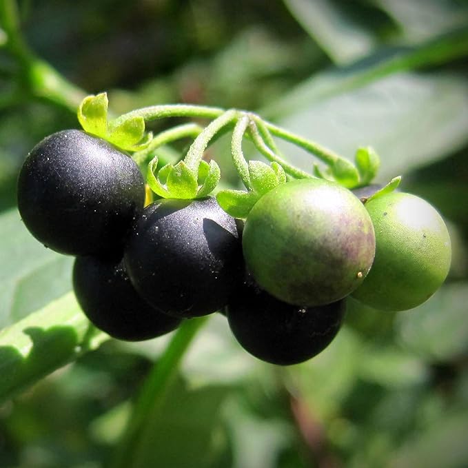 KVITER 50 Black Nightshade Hierba Mora Seeds (Solanum Nigrum) - Nightshade Seed, Heirloom Seed Non GMO Organic - Ideal for Herb Garden, Borders or Edges - Bloomnest