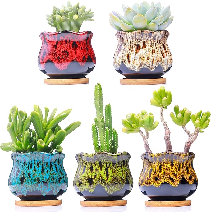 Cute Ceramic Succulent Garden Pots, Planter with Drainage and Attached Saucer, Set of 5 -Plants Not Included (Fambe) - Bloomnest