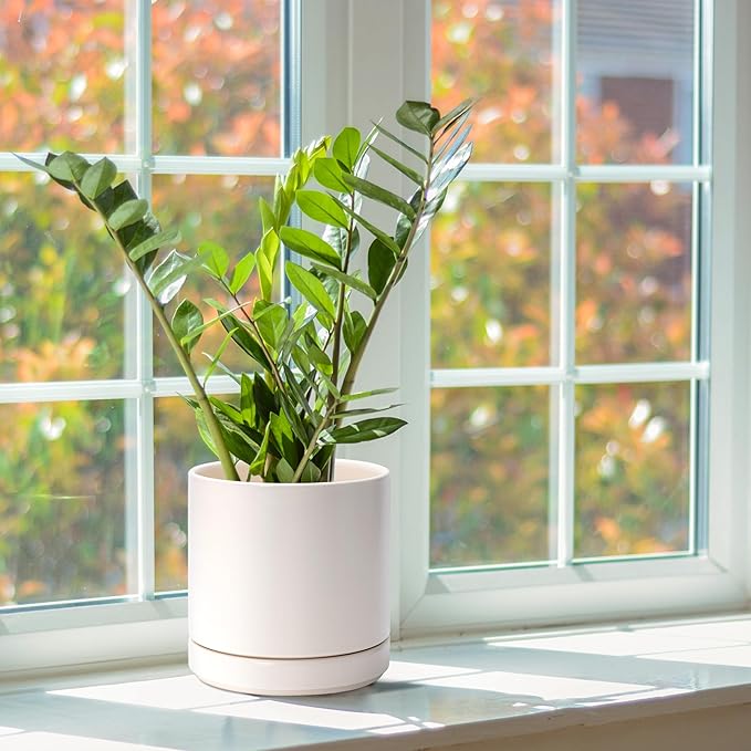 D'vine Dev Set of 2 Plants Pots, 6.5 Inch Ceramic Planter Pot for Plants with Drainage Hole and Saucer, Oatmeal, 94-V-C-8 - Bloomnest