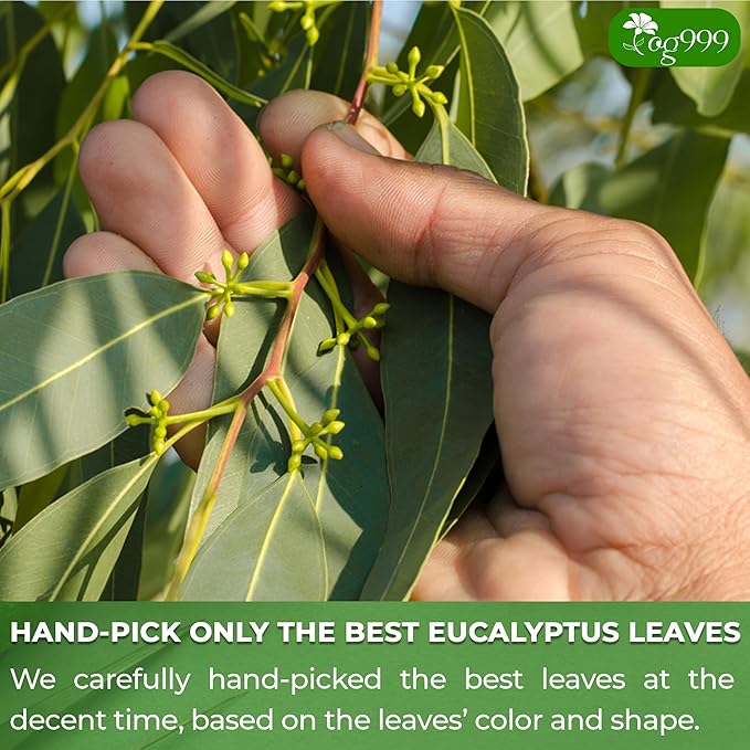 TOG999, Premium 100 Eucalyptus Leaf Tea Bags, 100% Natural & Pure Eucalyptus Leaves. Loose Leaf Eucalyptus Herbal Tea. Eucalyptus Leaf Tea. No Sugar, No Caffeine, No Gluten, Vegan. - Bloomnest