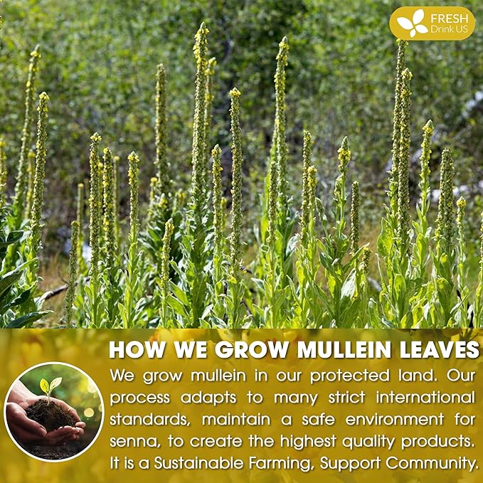 FreshDrinkUS, Premium 10 Mullein Leaf Tea Bags For Lungs, 100% Natural & Pure from Mullein Leaves. Loose Leaf Mullein Herbal Tea. Made with Natural Material Tea Bags. No Sugar, No Caffeine, No Gluten, Vegan. - Bloomnest