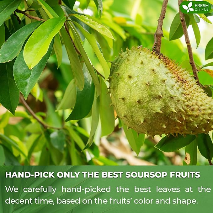 FreshDrinkUS, 60 Premium Soursop Graviola Fruit Tea Bags, 100% Natural and Pure from Soursop Fruits, Made With Natural Materials-Corn Fiber Tea Bag, Sugar/Caffeine/Gluten Free, Hoja Guanabana Tea - Bloomnest
