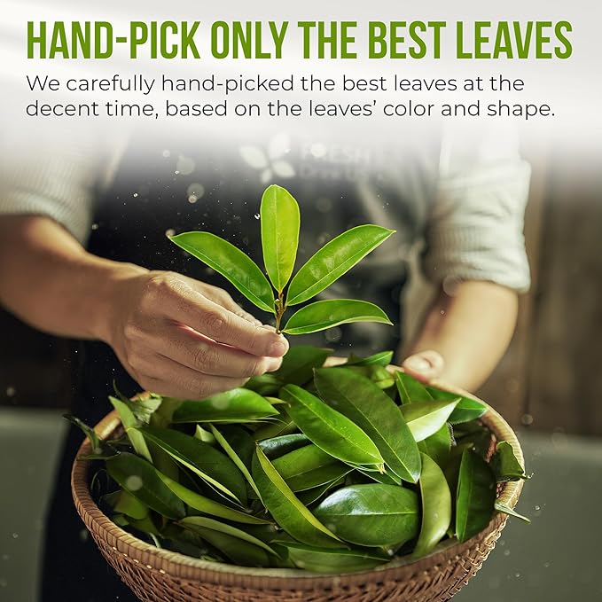 FreshDrinkUS, Premium Soursop Graviola Leaf Tea | 45 Tea Bags form Powder, 100% Natural and Pure, Handmade, Made With Natural Materials-Corn Fiber Tea Bag, Sugar/Caffeine Free, Hoja Guanabana Tea - Bloomnest