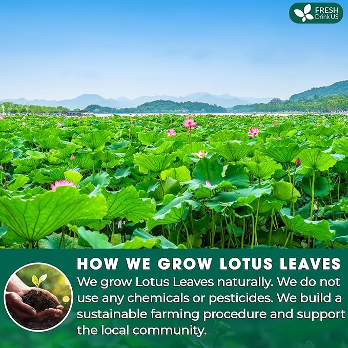 FreshDrinkUS, Premium 30 Lotus Leaf Tea Bags, 100% Natural & Pure from Lotus Leaves. Loose Leaf Lotus Herbal Tea. Made with Eco-Conscious Tea Bags. No Sugar, No Caffeine, No Gluten, Vegan. - Bloomnest